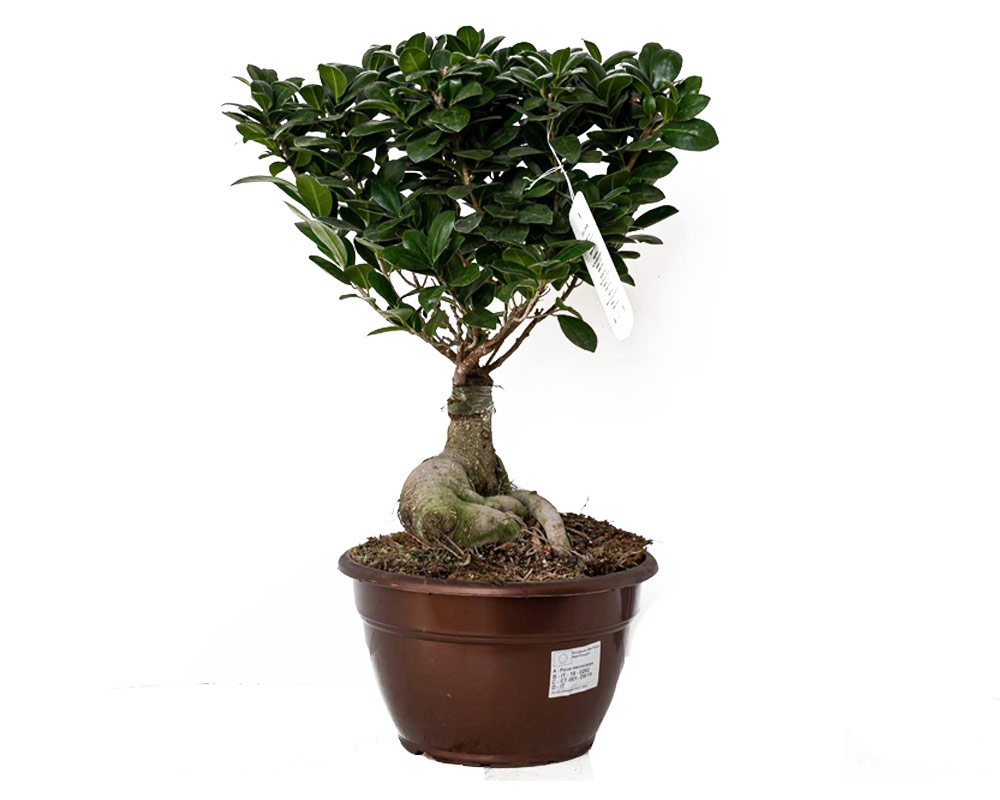 Ficus ginseng microcarpa