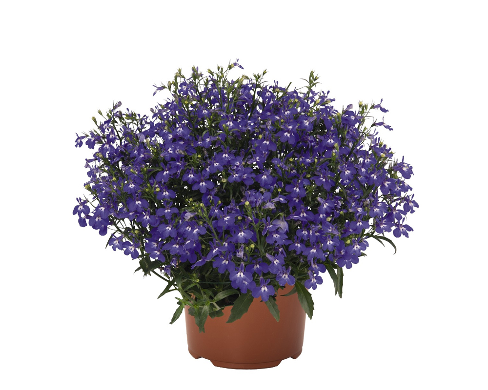 Lobularia Marittima - immagine 3