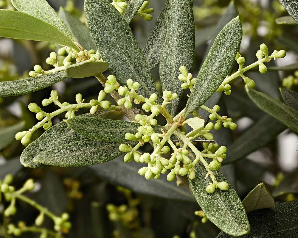 Olea europaea - immagine 2