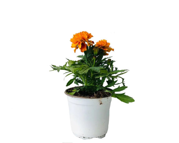 TAGETE A 2 PIANJTE vaso 4 piante fioritie piante da vivaio