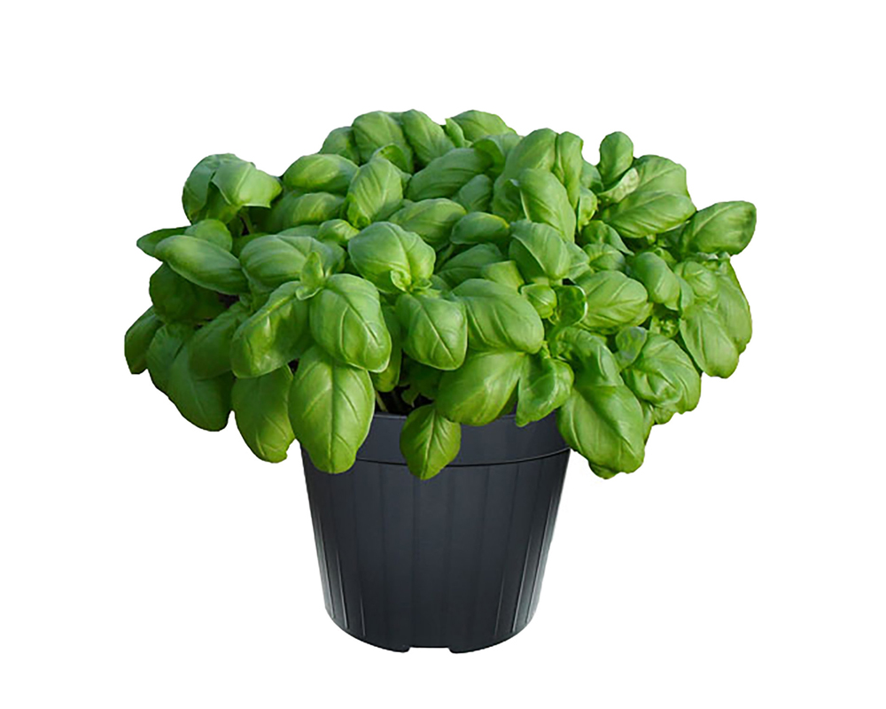 Basilico genovese italiano