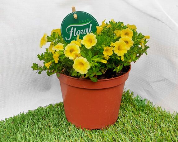 Calibrachoa (Petunia nana)