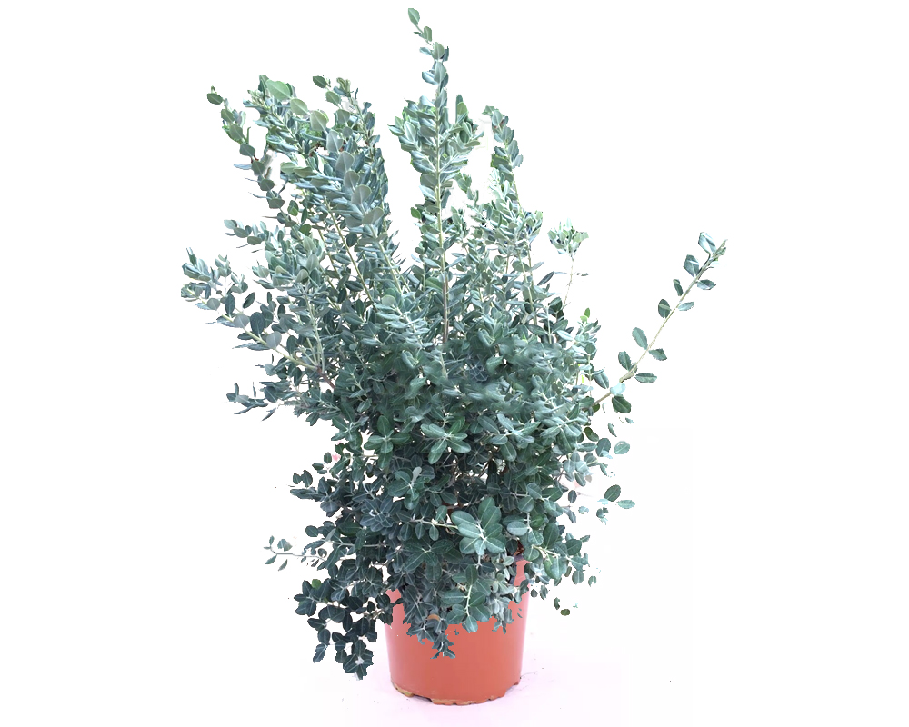 Metrosideros excelsa