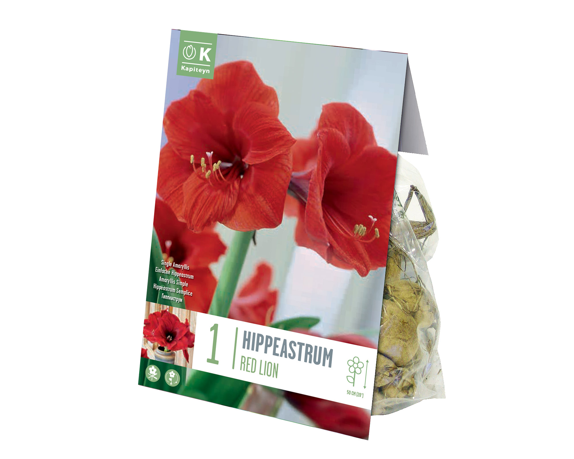 X1 Bulbo Hippeastrum Red Lion (Amarillo) - Kapiteyn
