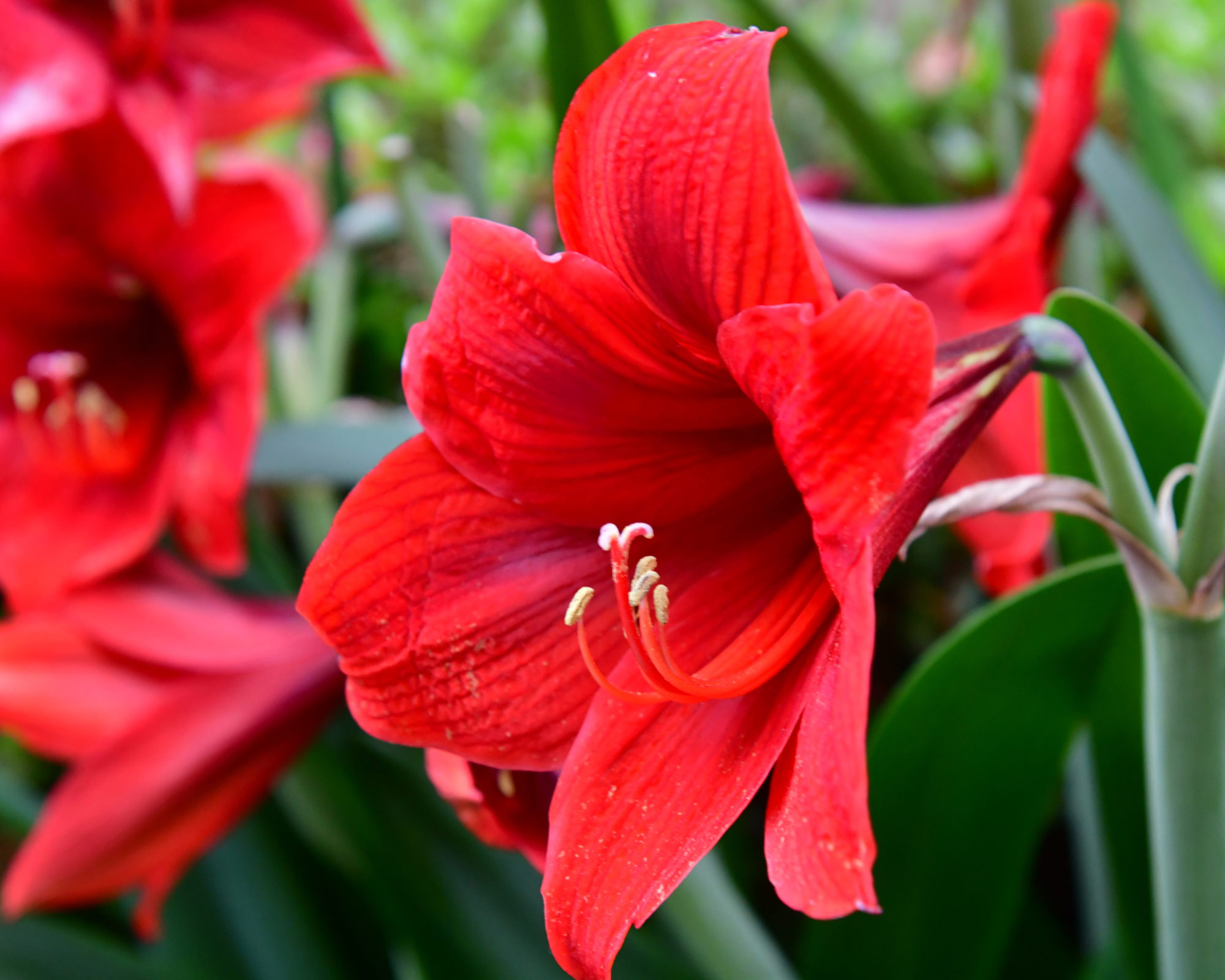 X1 Bulbo Hippeastrum Red Lion (Amarillo) - Kapiteyn - immagine 2