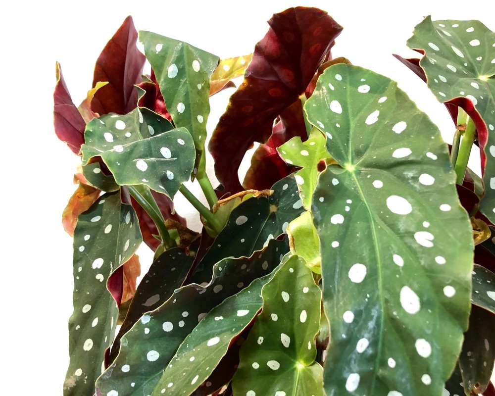 Begonia maculata - immagine 2