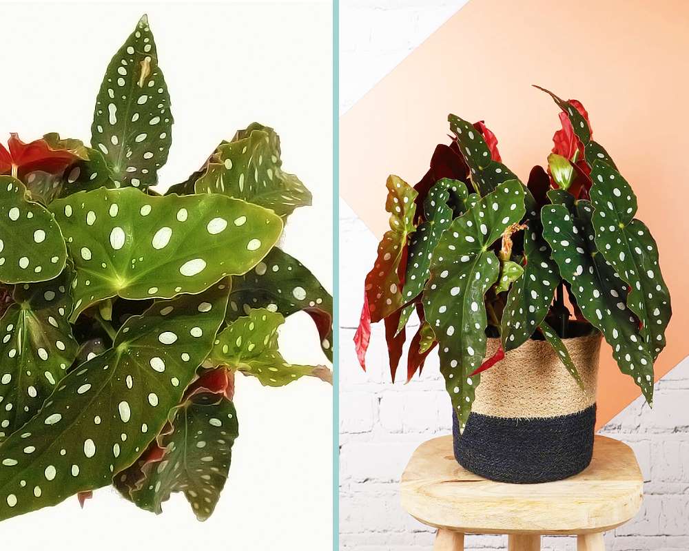 Begonia maculata - immagine 3