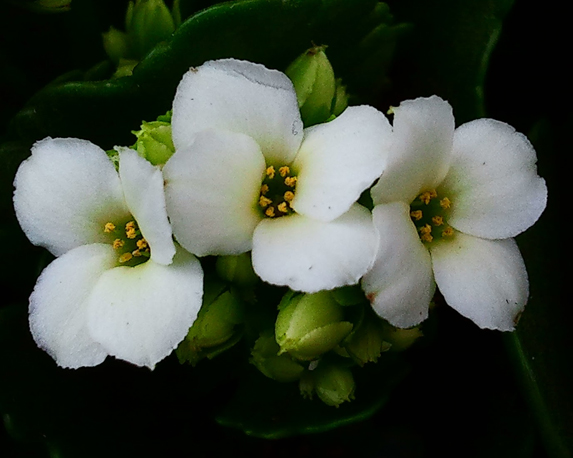 Kalanchoe - immagine 3