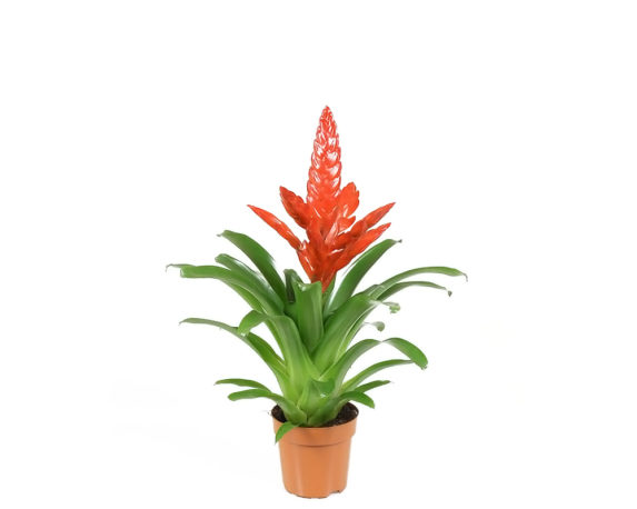 Bromelia