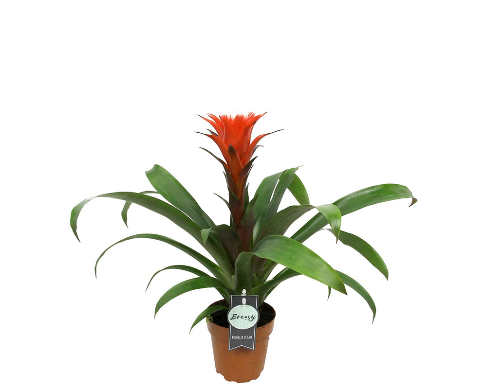 Bromelia - immagine 3