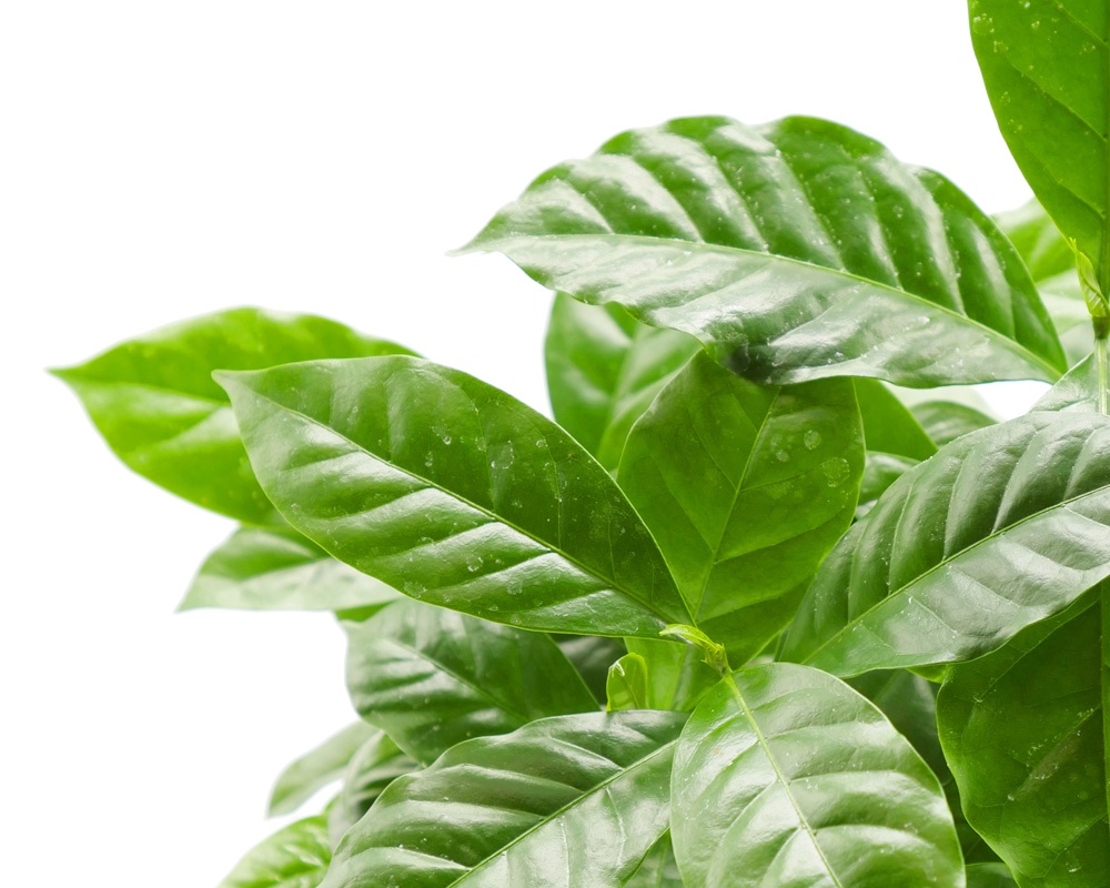 Coffea arabica decopot coffee-cup h18 - immagine 3