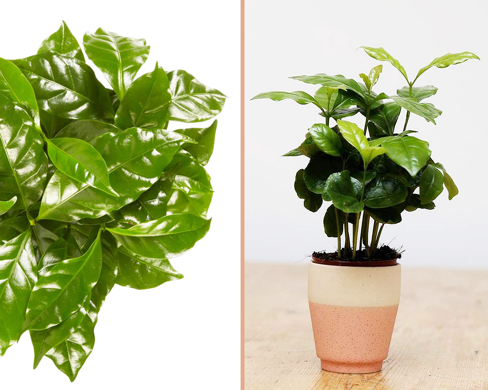 Coffea arabica decopot coffee-cup h18 - immagine 5