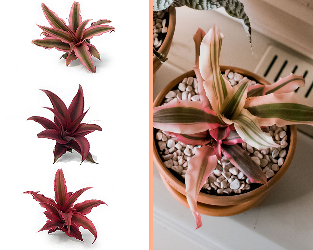 Cryptanthus - immagine 3
