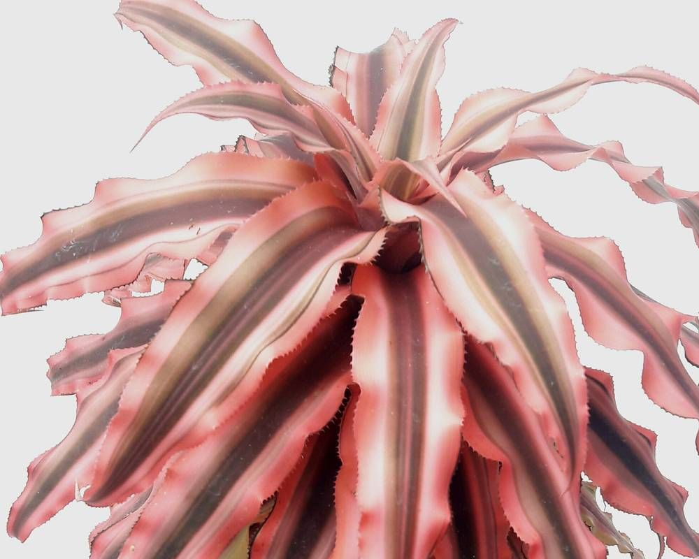 Cryptanthus - immagine 2