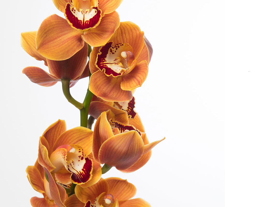 Orchidea cymbidium - immagine 5