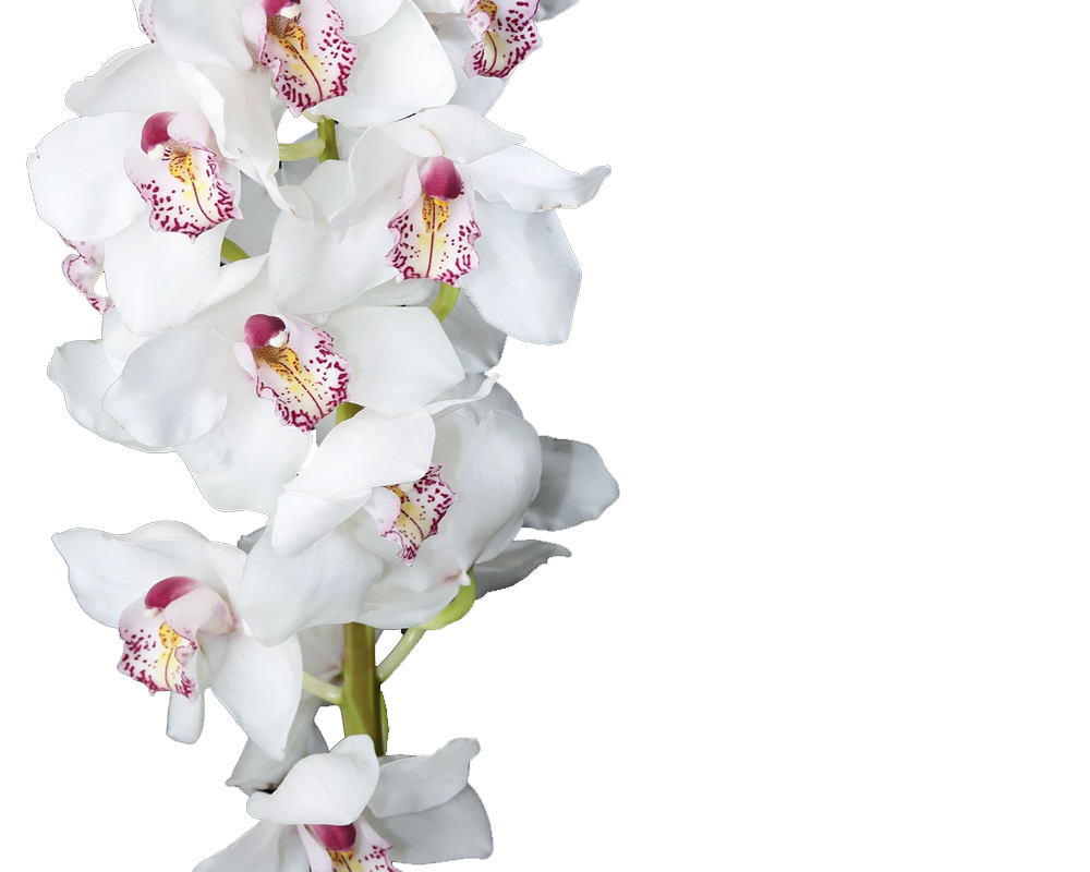 Orchidea cymbidium - immagine 4