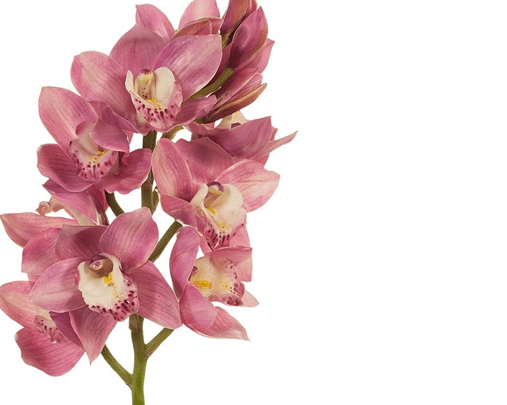 Orchidea cymbidium - immagine 3