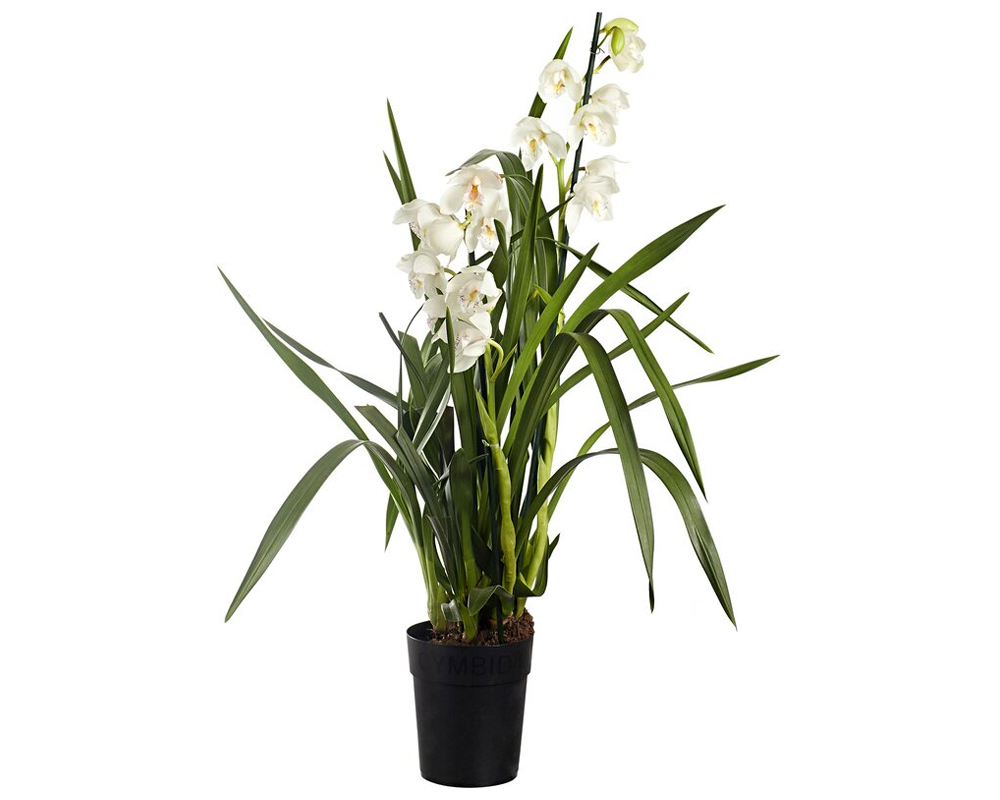 Orchidea cymbidium - immagine 2