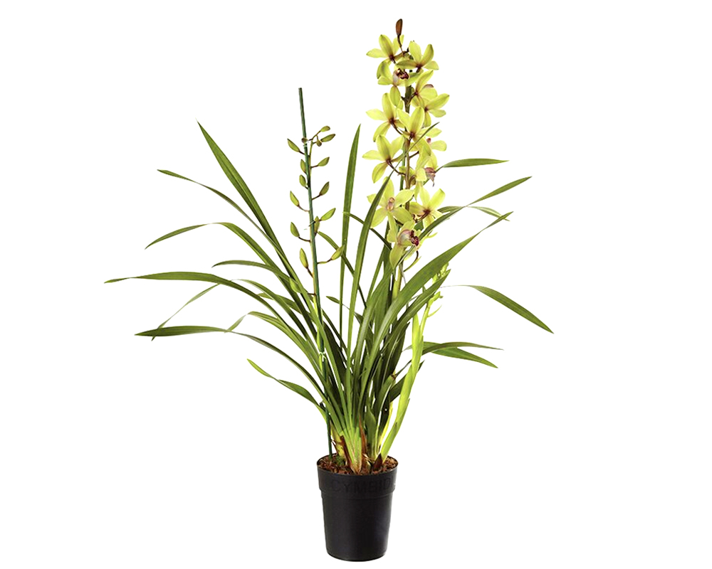 Orchidea cymbidium