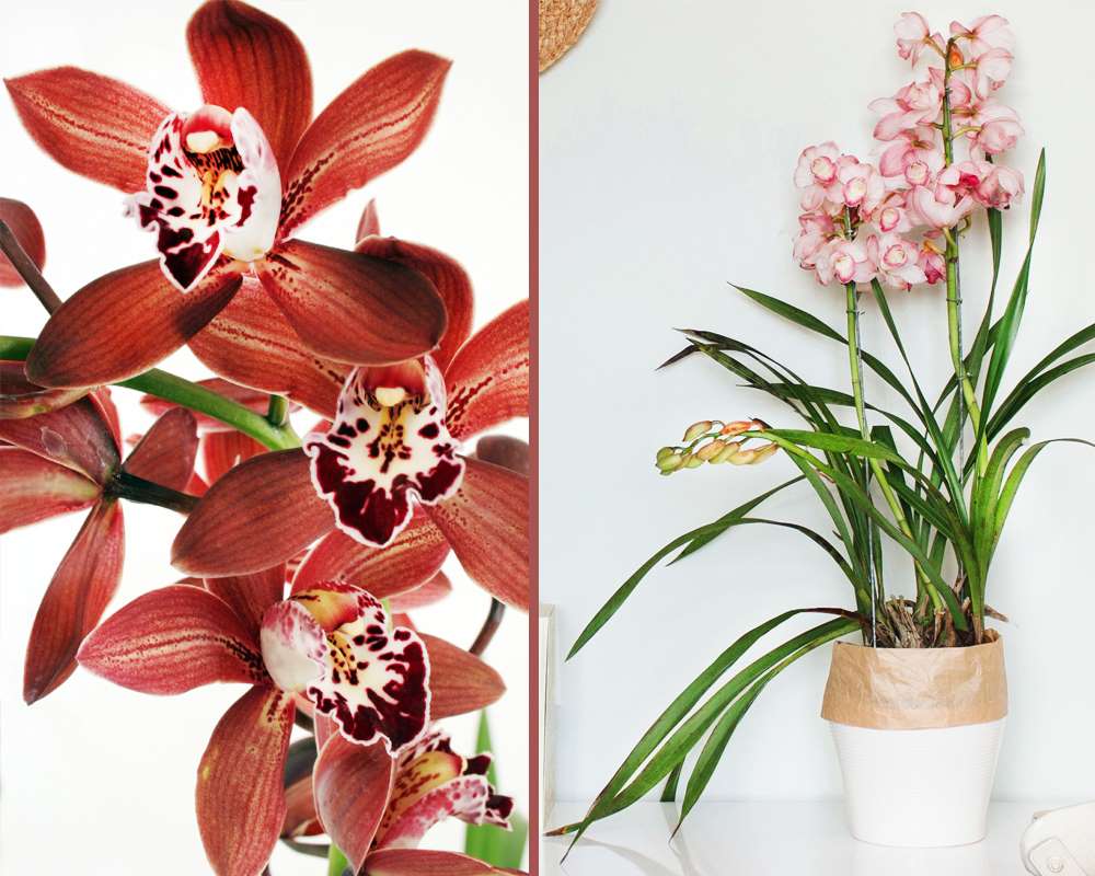 Orchidea cymbidium - immagine 6
