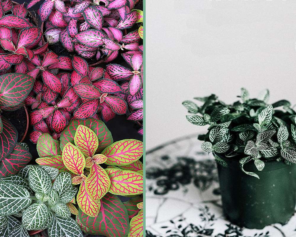 Fittonia mix - immagine 5