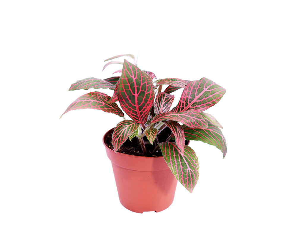 Fittonia mix - immagine 3