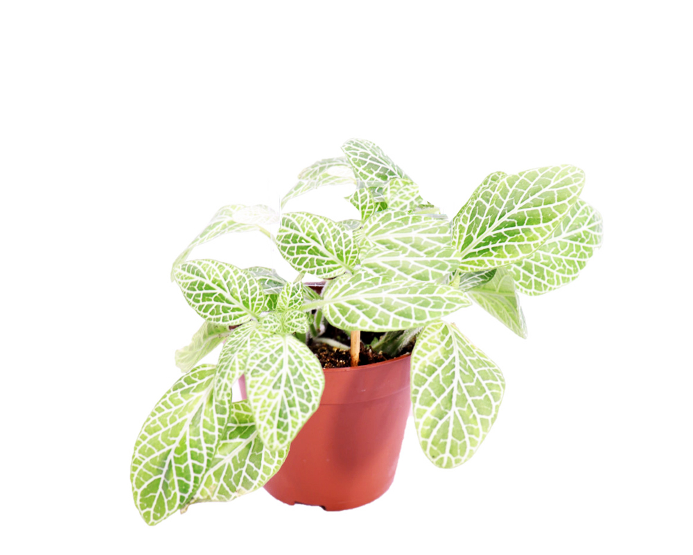 Fittonia mix - immagine 4