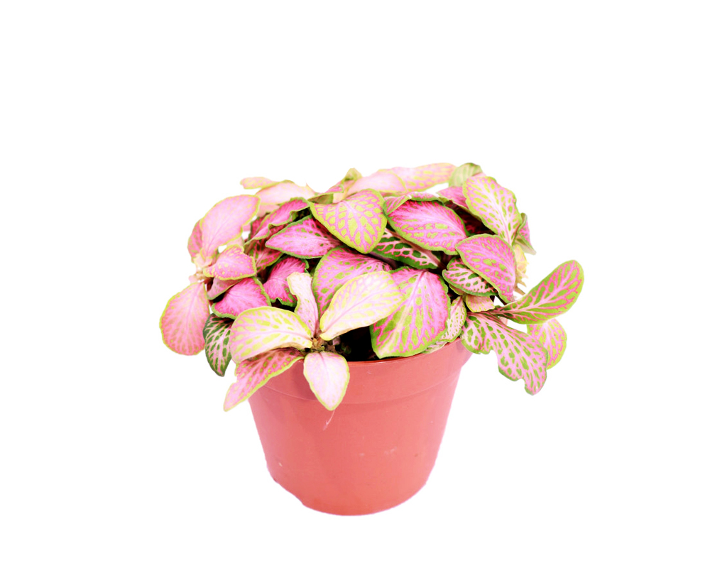 Fittonia mix - immagine 2