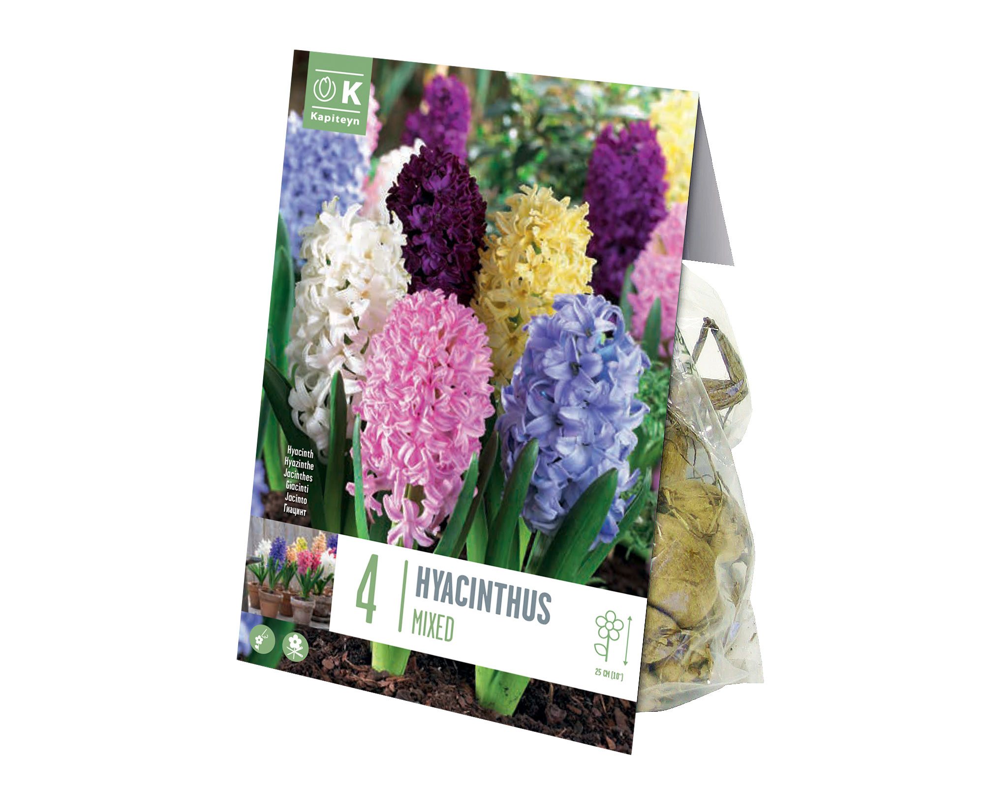 X4 Bulbo Hyacinthus Mix Color (Giacinto) - Kapiteyn