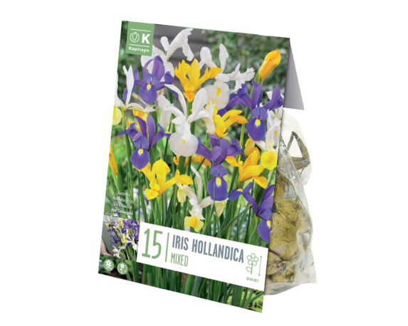 X15 Bulbo Iris Hollandica Mix Color (Iris) – Kapiteyn