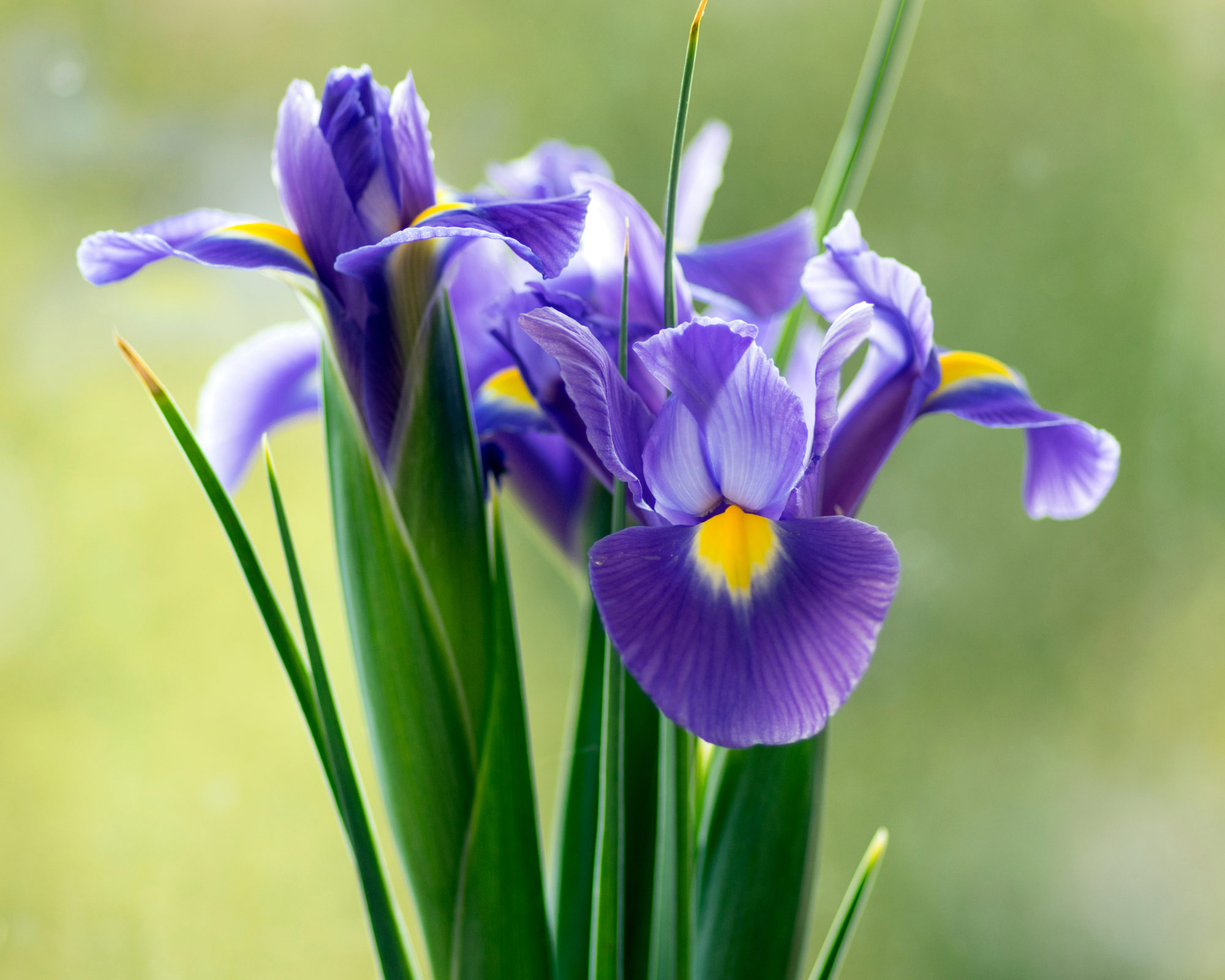 X15 Bulbo Iris Hollandica Mix Color (Iris) - Kapiteyn - immagine 2
