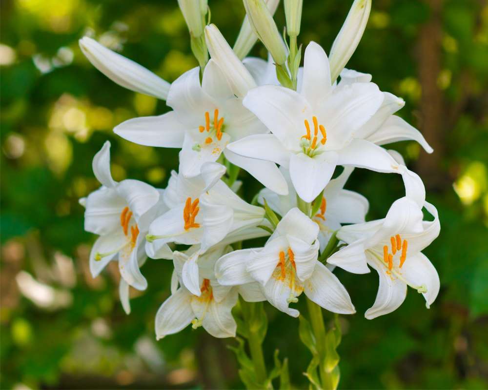 1x Bulbo lilium Bulbi giglio bianco Giglio di sant antonio Bulbi da fiore Piante perenni da giardino Lilium Candidum