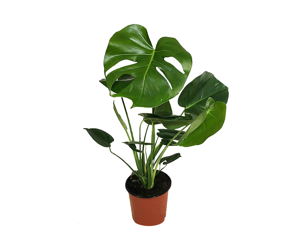 Monstera deliciosa