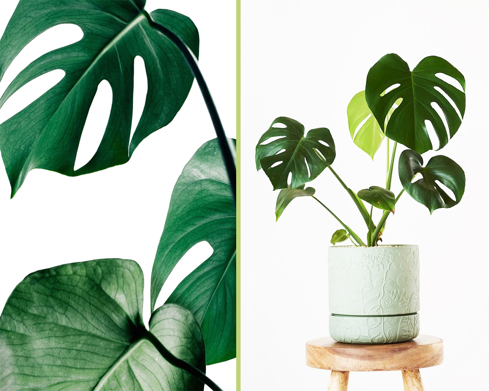 Monstera deliciosa - immagine 3