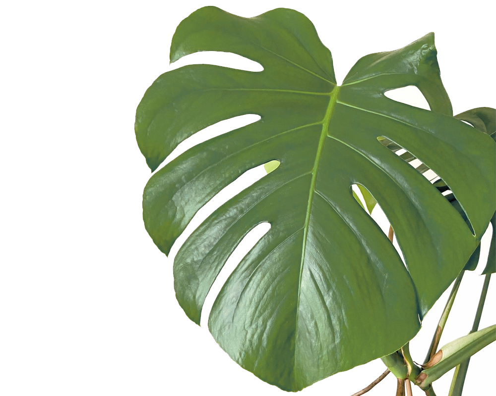 Monstera deliciosa - immagine 2