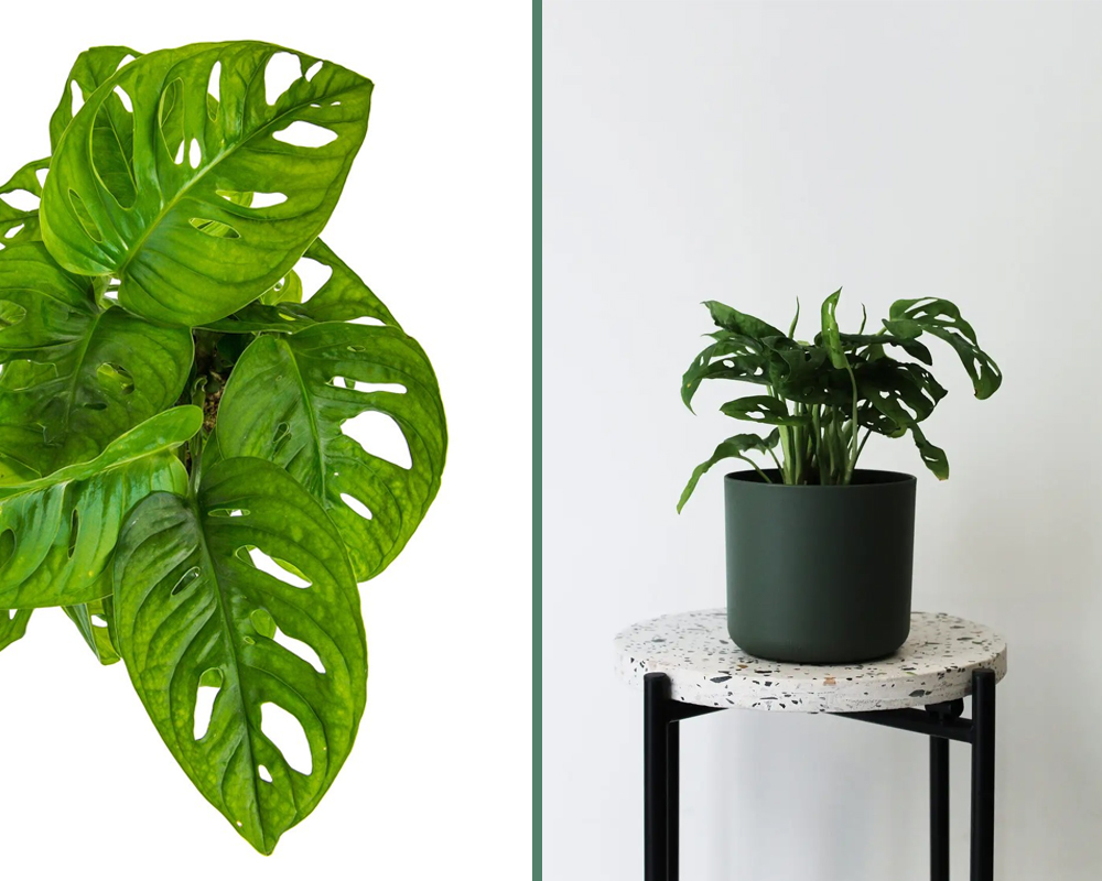 Monstera obliqua - immagine 3