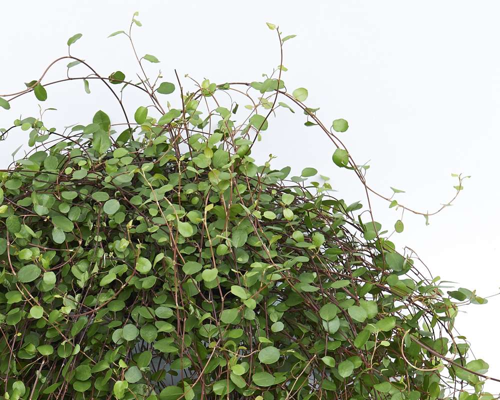 Muehlenbeckia complexa mao'ri - immagine 2