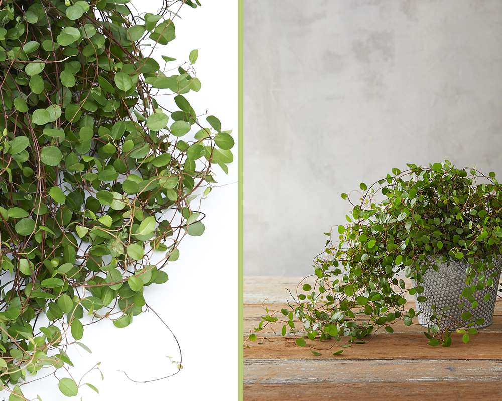 Muehlenbeckia complexa mao'ri - immagine 3