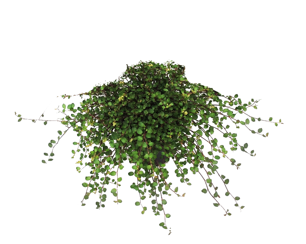 Muehlenbeckia complexa mao'ri