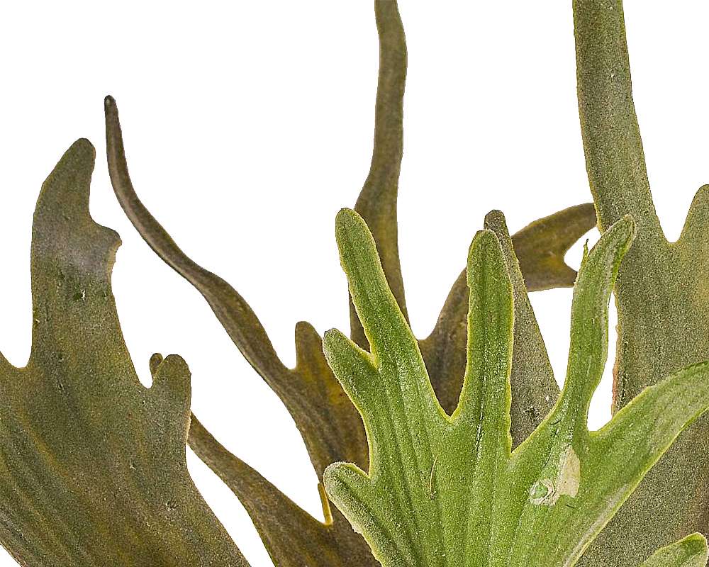 Platycerium bifurcatum - immagine 2