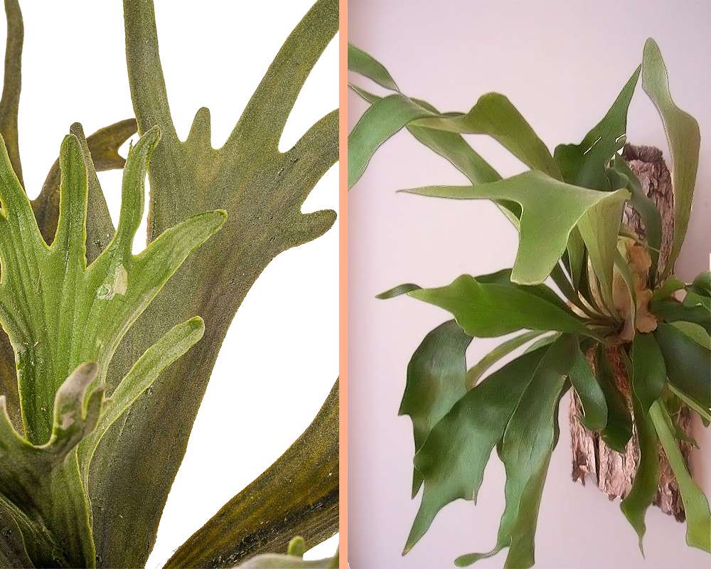 Platycerium bifurcatum - immagine 3