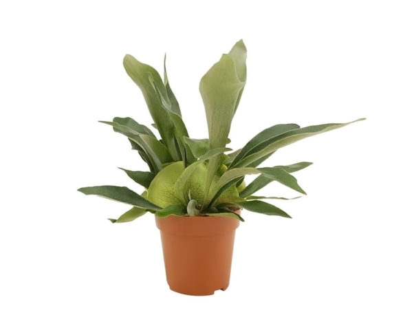 Platycerium bifurcatum