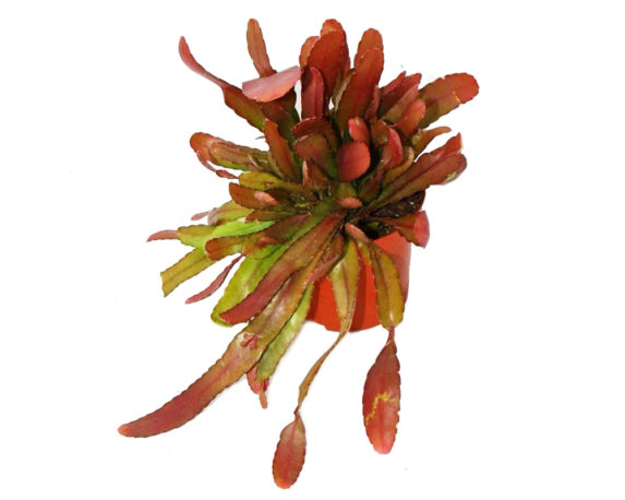 Rhipsalis Red Coral