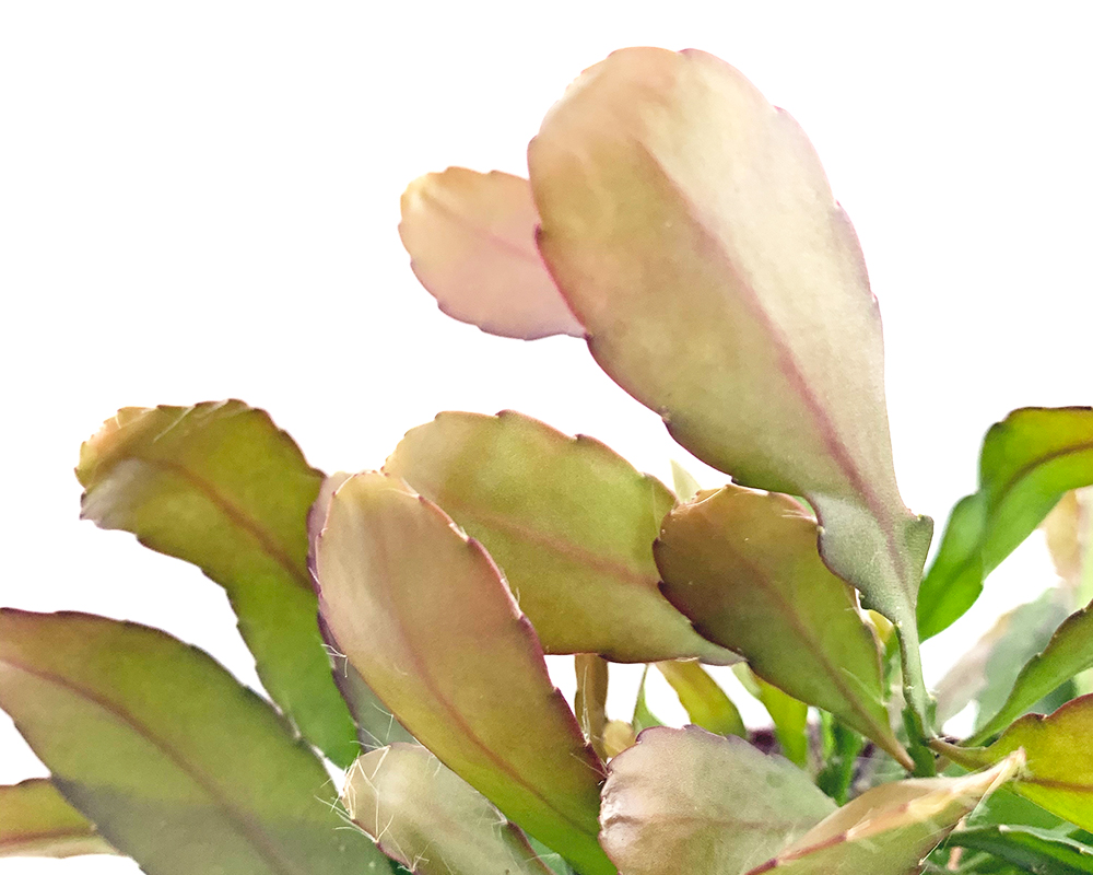 Rhipsalis red coral - immagine 2