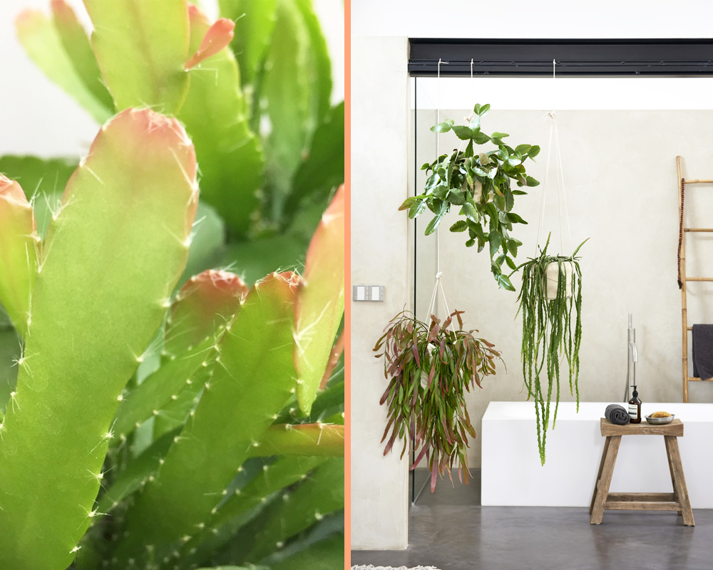 Rhipsalis red coral - immagine 3