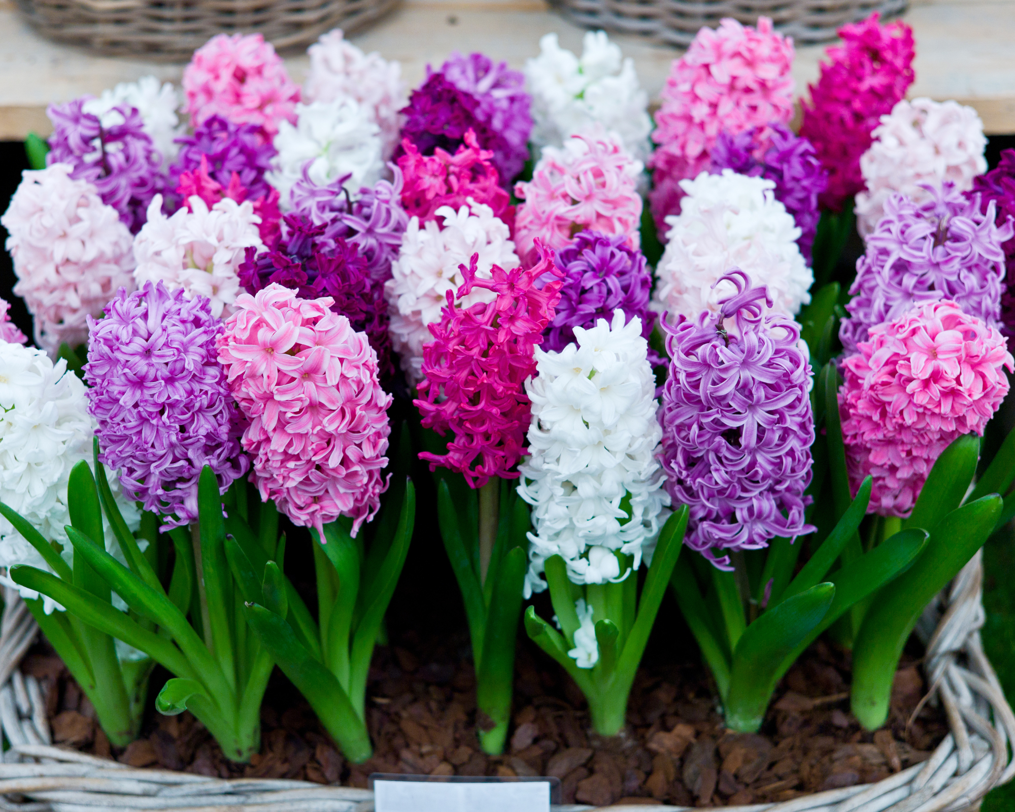 X4 Bulbo Hyacinthus Mix Color (Giacinto) - Kapiteyn - immagine 2