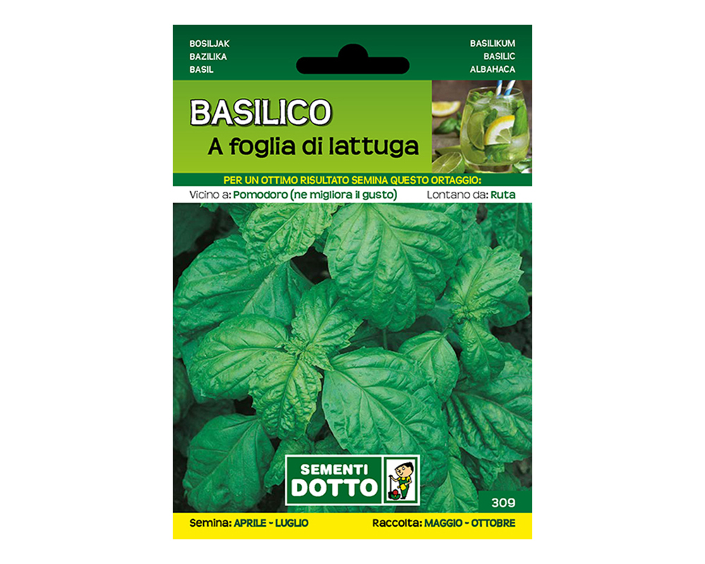 Basilico a foglia di lattuga