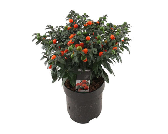Solanum pseudocapsicum