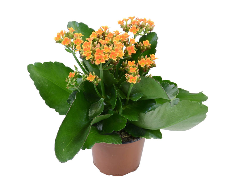 Kalanchoe