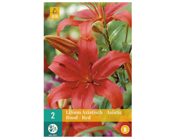 Lilium Asiatic Red